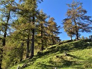 50 Maestosi larici colorati d'autunno